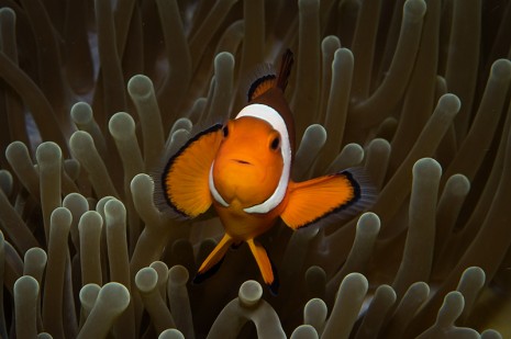 clown fish