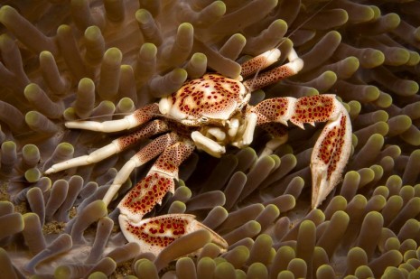 crab