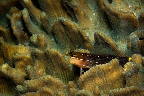 goby