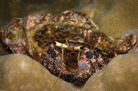 hermit crab