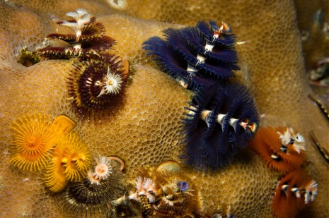 christmas tree worms