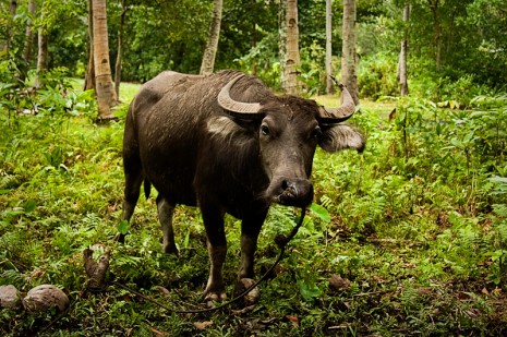 water buffalo (also know as a carabou)