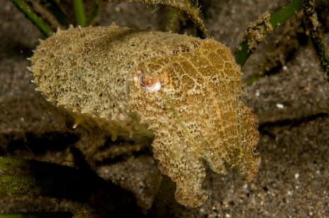 cuttle fish