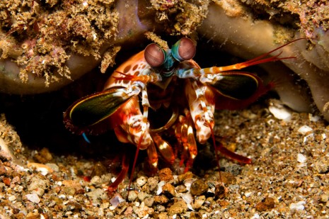 mantis shrimp