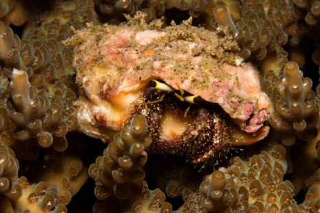 hermit crab