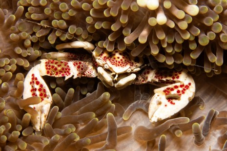 spotted anemone crab