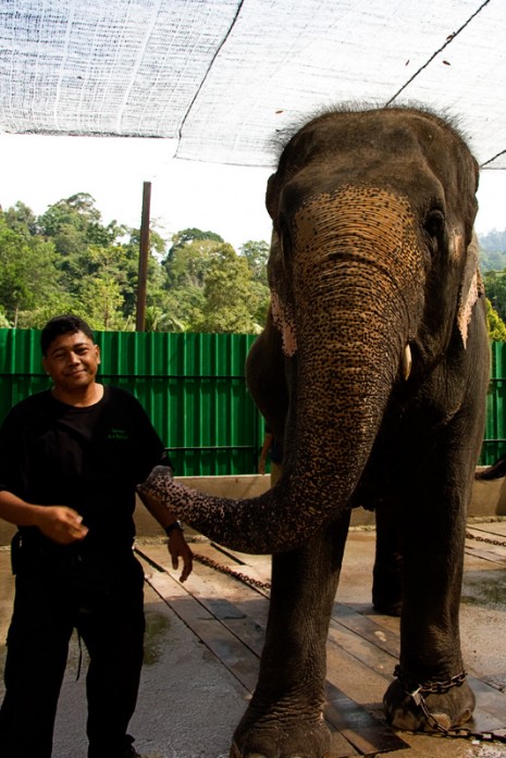 Razali - The Elephant Man & Lokimala