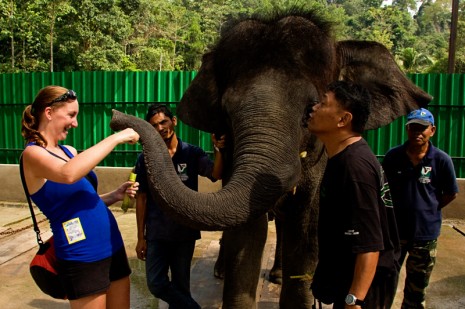 Kuala Gandah Elephant Sanctuary