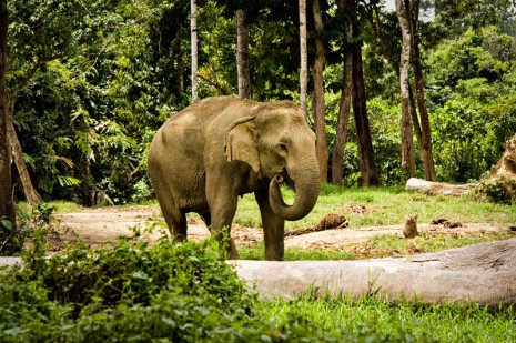 Mek Bunga - Kuala Gandah Elephant Sanctuary