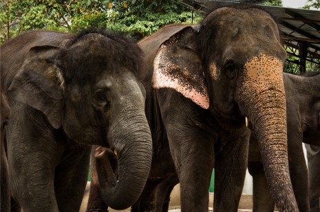 Kuala Gandah Elephant Sanctuary