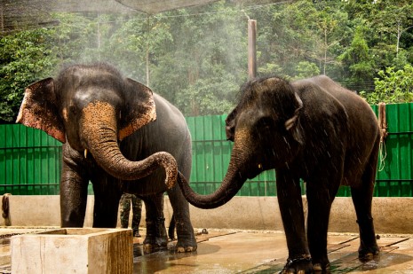 Elephant Water Fight