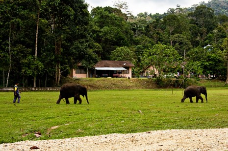 baby elephants crossing the soccer field