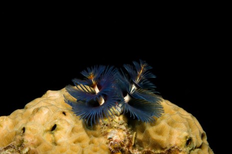 christmas tree worms - Koh Tao