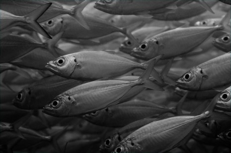 fishes in Mango Bay, Koh Tao, Thailand