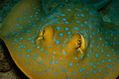 Blue Spotted Stingray