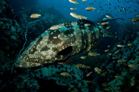 grouper at chumpon