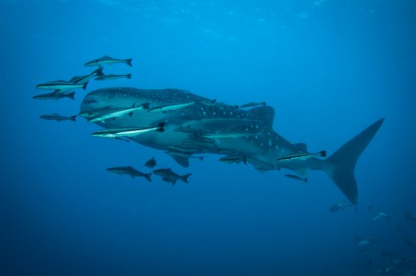 Whale Shark, Koh Tao, Thailand