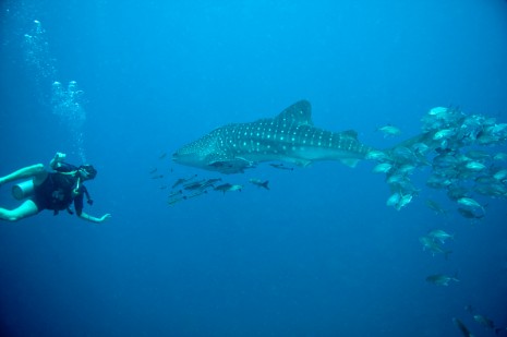 whale shark, koh tao, thailand