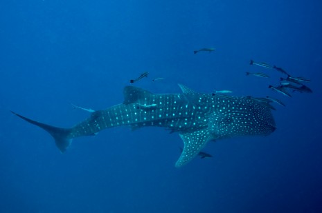 whale shark, koh tao, thailand