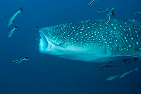 whale shark, koh tao, thailand