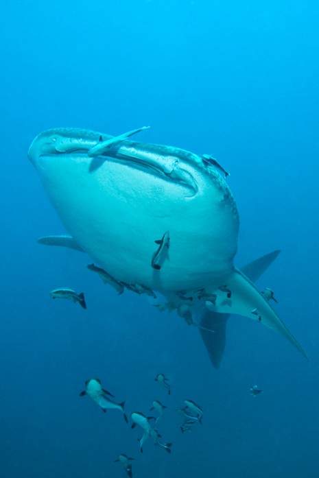 whale shark, koh tao, thailand