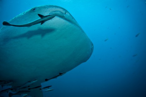 whale shark, koh tao, thailand