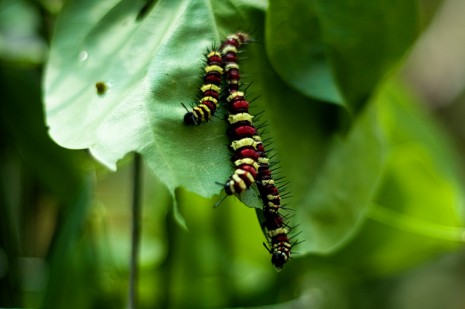 Penang Butterfly Farm