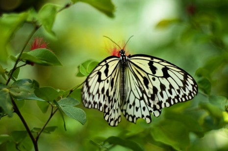 Penang Butterfly Farm