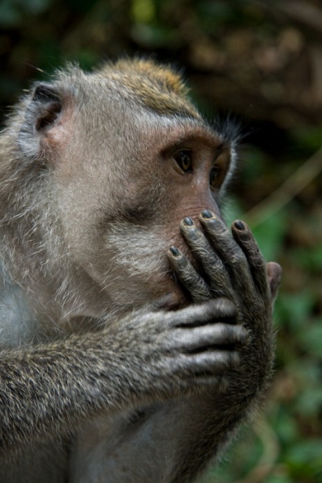 Monkey Forest, Ubud, Bali