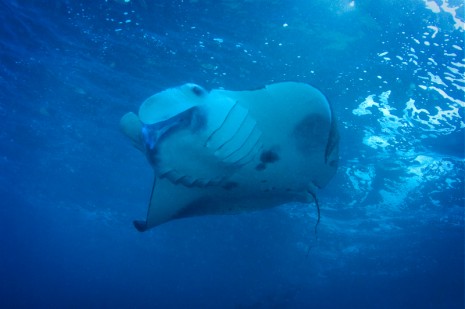 Manta Ray