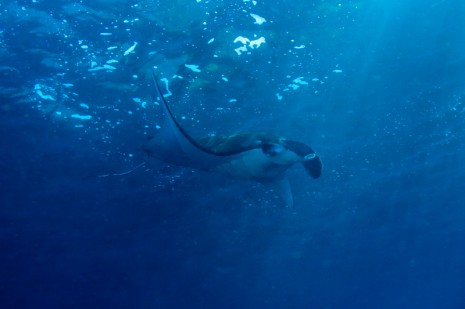 Manta Ray, Bali