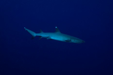 White Tip Reef Shark, Sipadan, Borneo