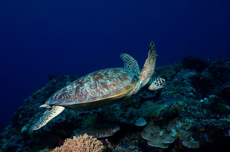 Turtle, Sipadan, Borneo