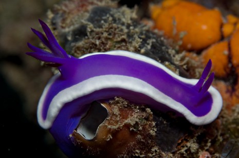 Nudibranch, Mabul, Borneo