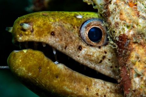 Moray Eel, Mabul, Borneo