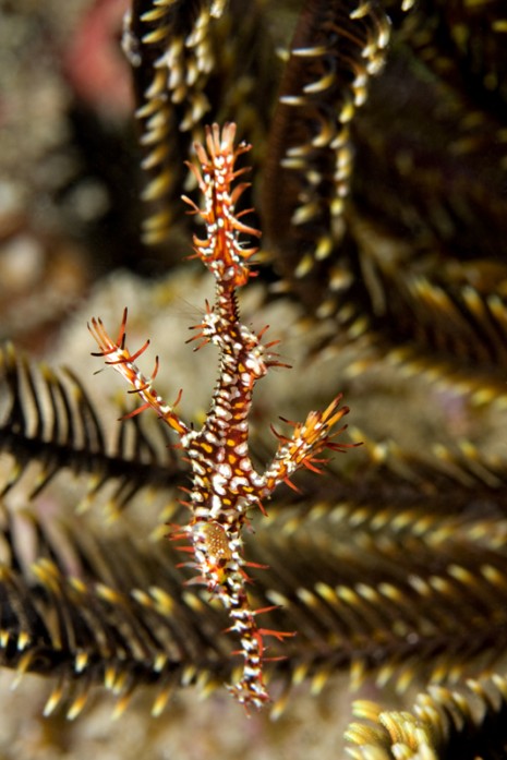 Ghost Pipefish, Mabul, Borneo