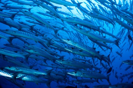 Barracudas, Barracuda Point, Sipadan, Borneo