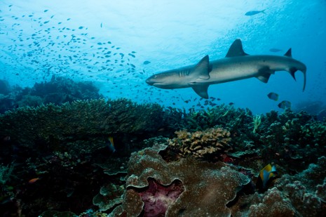 White Tip Reef Shark, Sipadan, Borneo