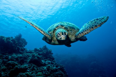 Turtle, Sipadan, Borneo