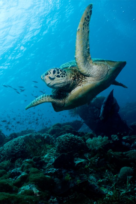 Turtle, Sipadan, Borneo