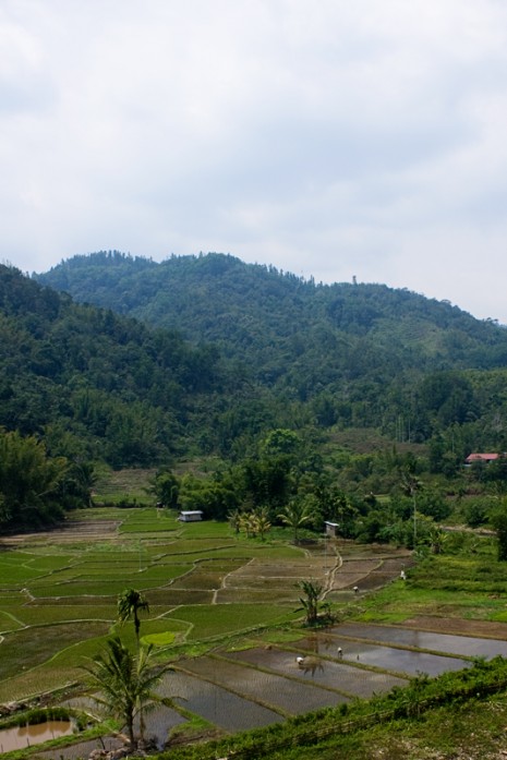 Borneo Rice Paddy