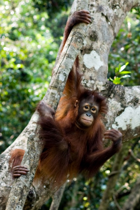 Orang-Utan