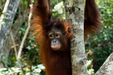 Orang-Utan