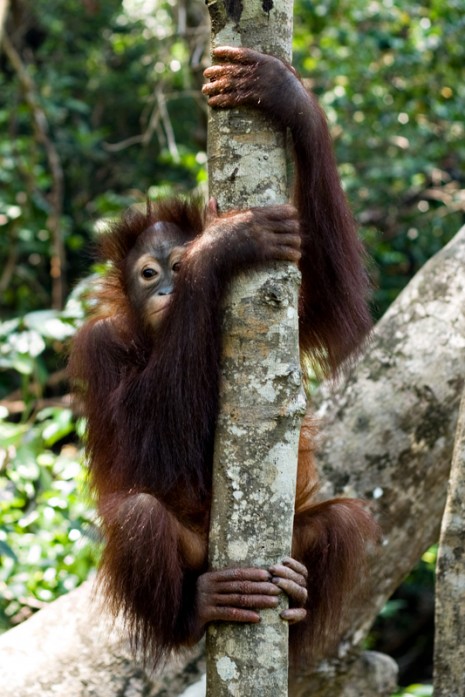 Orang-Utan