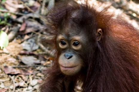 Orang-Utan