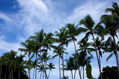 Palm Trees - Playa Tamarindo