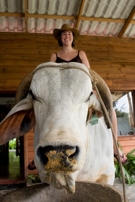 Lauren on a bull