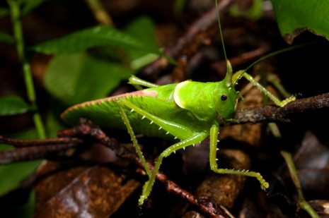 cicada