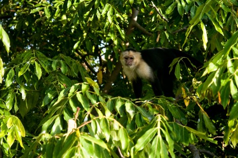 White Faced Monkey, Granada, Nicaragua