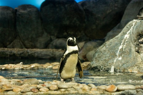 Penguin - Underwater World, Pantai Cenang, Langkawi, Malaysia